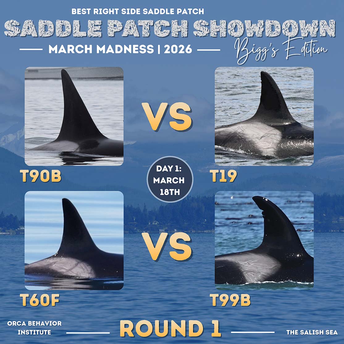 ORCAページ Orca Updates | Orca Behavior Institute